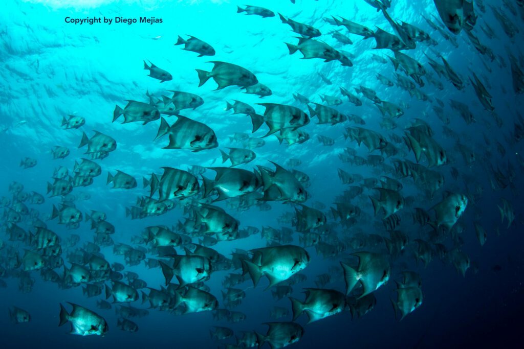 Discover scuba diving two-tank experience for non-certified divers at Las Catalinas