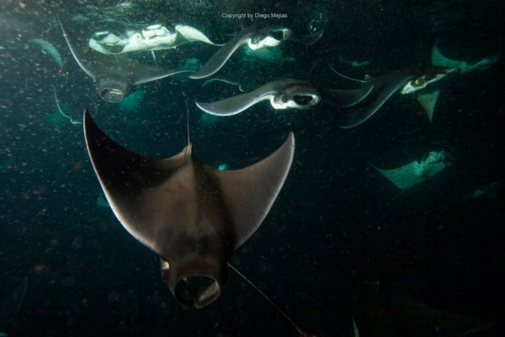 manta rays in las catalinas islands