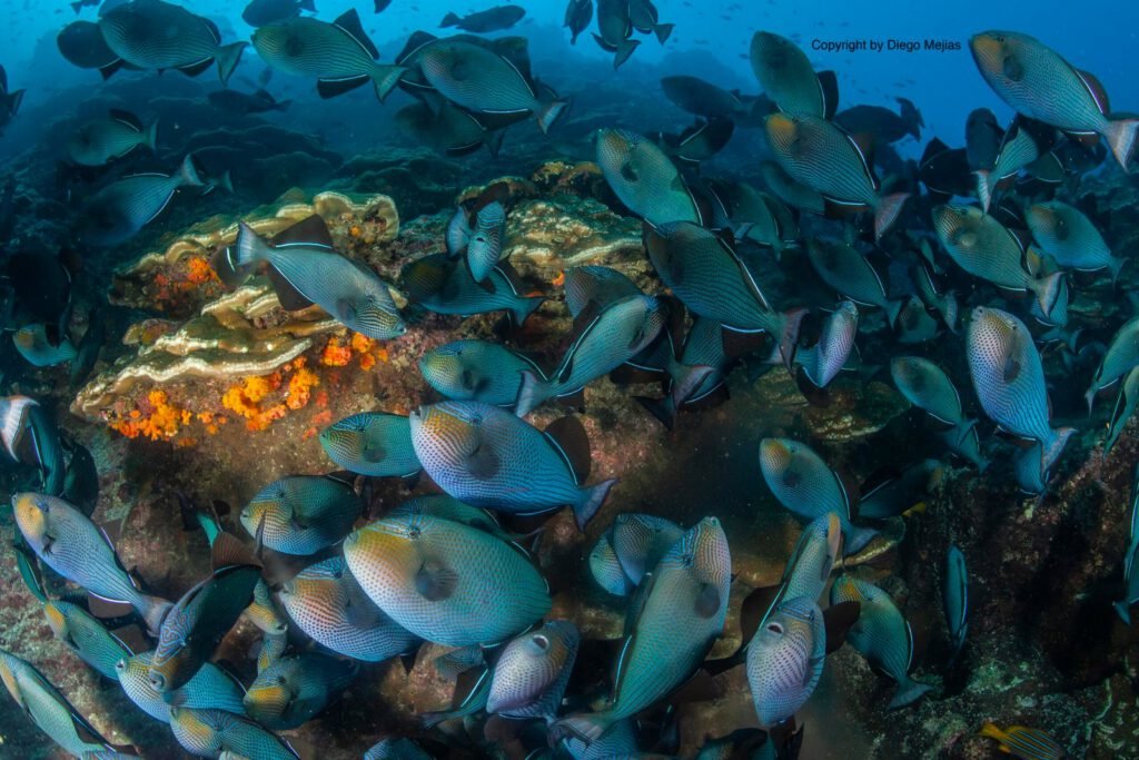 marine life guanacaste