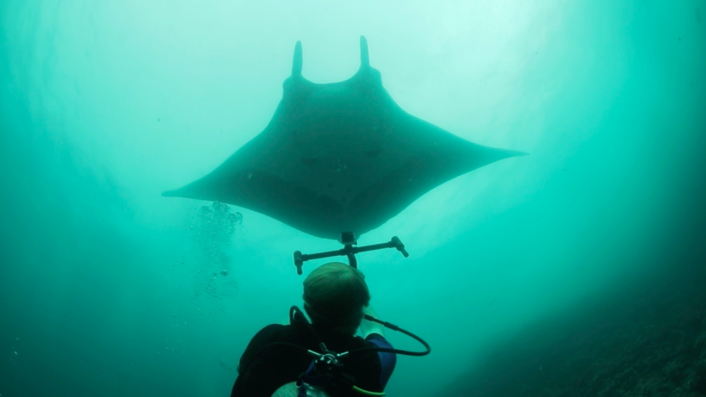 manta rays in catalinas islands, guanacaste, costa rica