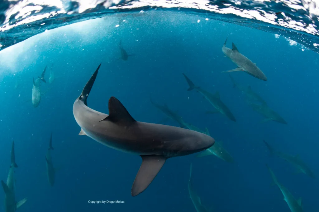 Diving at Bat Islands in Costa Rica