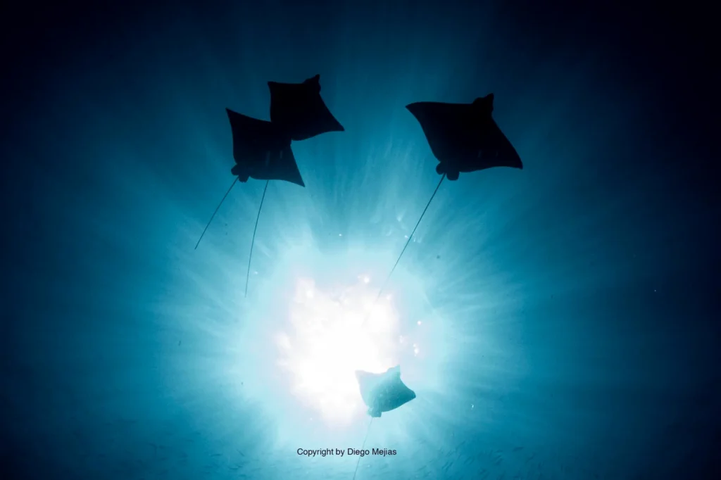 Ocean and marine life experience