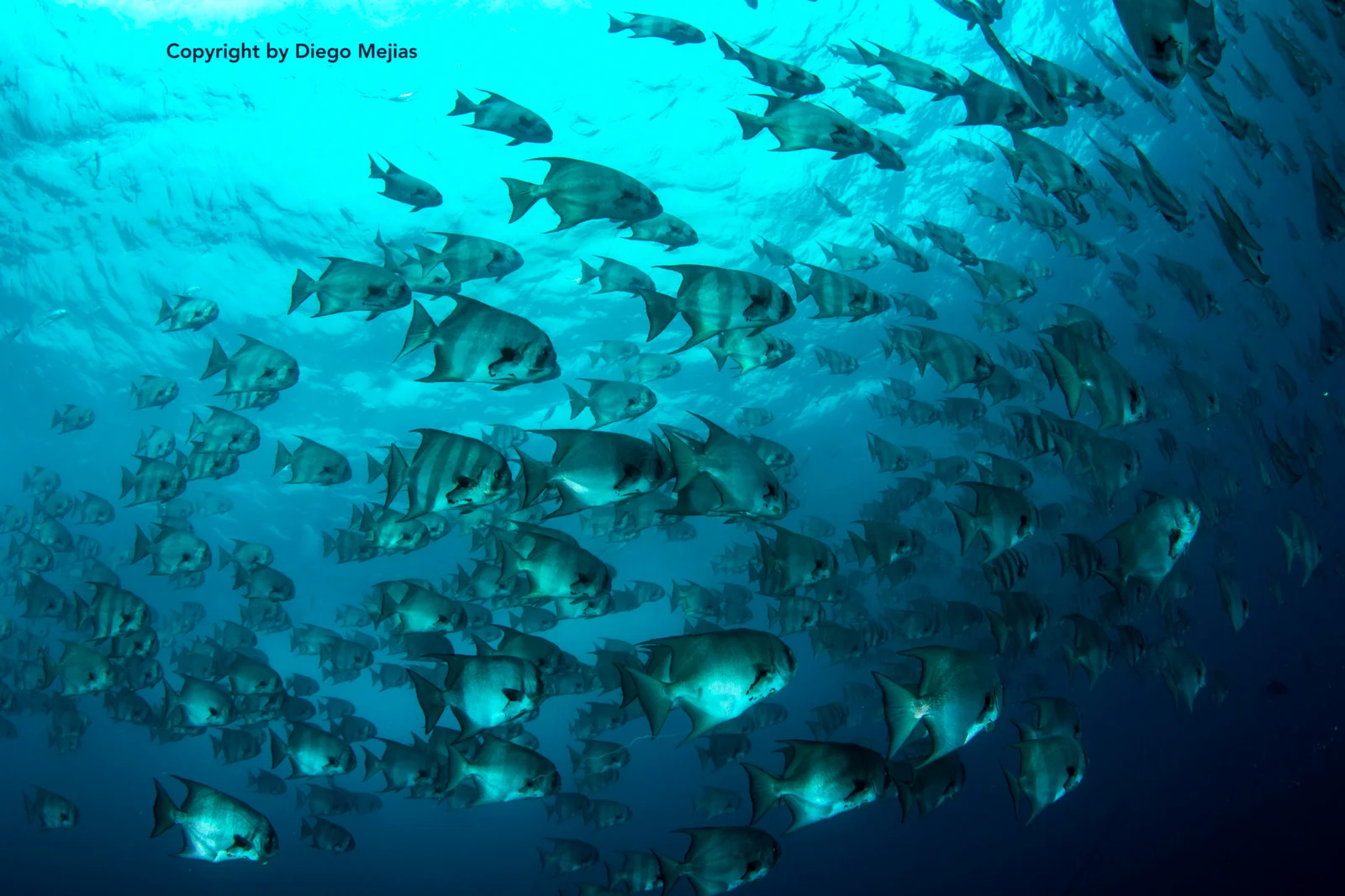 Discover scuba diving two-tank experience for non-certified divers at Las Catalinas