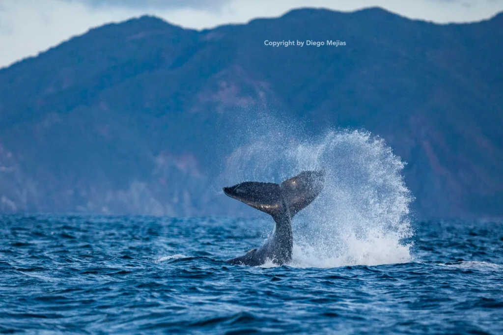Sunset cruise and whale watching experience in Guanacaste