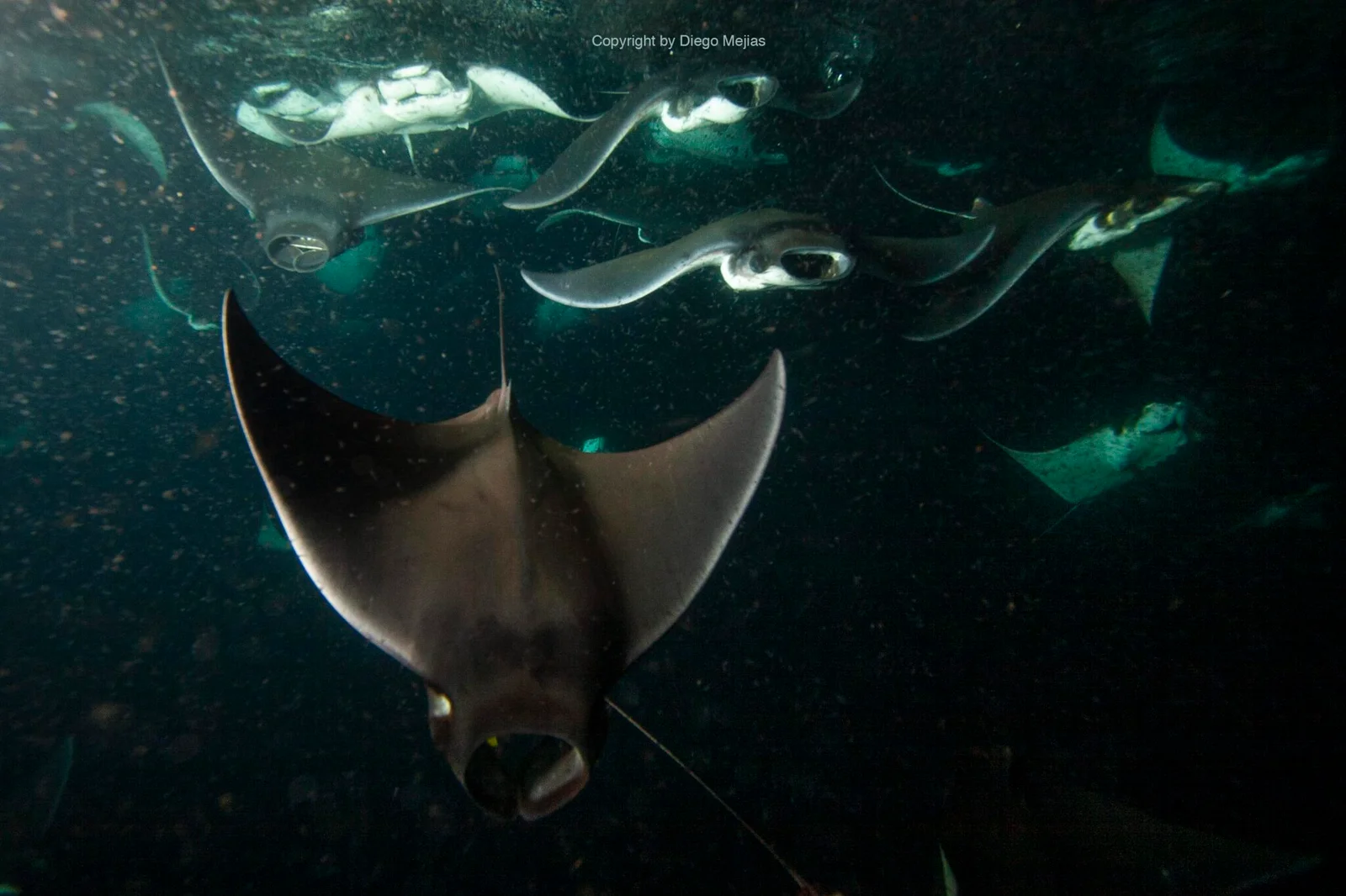 Manta rays in Las Catalinas Islands