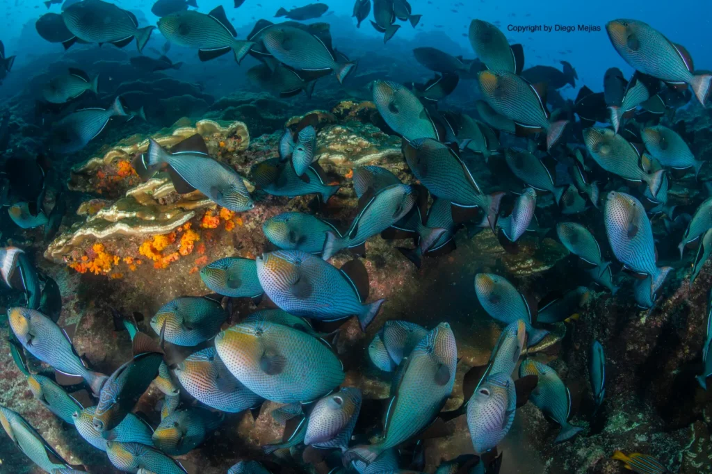 Marine life in Guanacaste