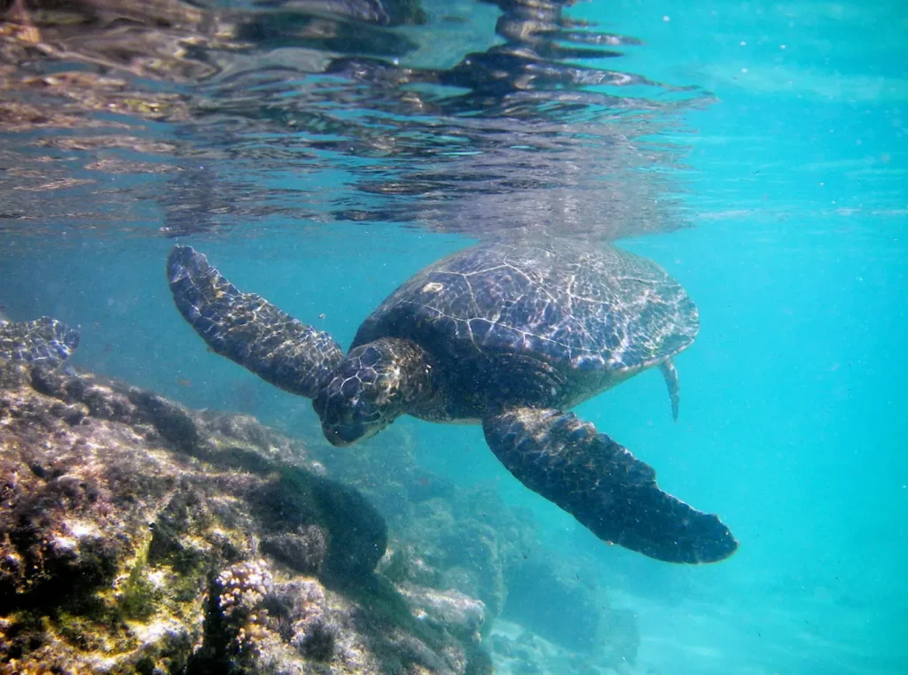 The Secret Life of Costa Rica’s Sea Turtles: From Nesting Beaches to the Open Ocean